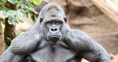 Первый в мире случай заражения горилл коронавирусом выявили в США - ren.tv - Сша - Сан-Диего