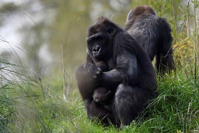 Стало известно о первом случае заражения гориллы коронавирусом - lenta.ru - Сша - Сан-Диего