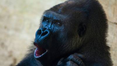 Две гориллы в зоопарке Сан-Диего инфицированы коронавирусом - russian.rt.com - Сан-Диего