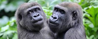 В американском сафари-парке две гориллы заразились коронавирусом - runews24.ru - Сша - Сан-Диего