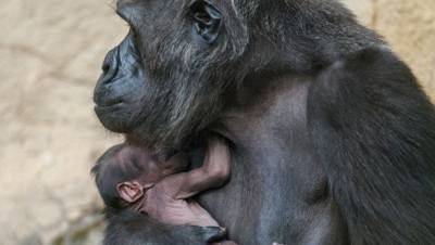 Коронавирус впервые обнаружили у горилл в зоопарке США - gazeta.ru - Сша - Сан-Диего