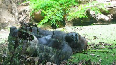 Ньюсом Гэвин - В зоопарке Сан-Диего у двух горилл выявлен коронавирус - mir24.tv - штат Калифорния - Сан-Диего