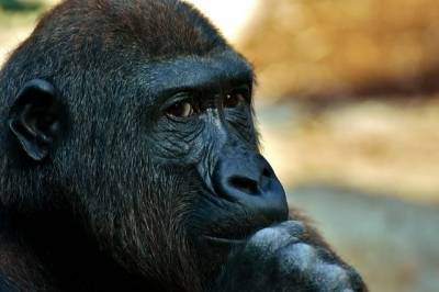В США зафиксировали первый в мире случай заражения горилл коронавирусом - aif.ru - Сша - Сан-Диего