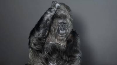 Ученые впервые выявили коронавирус у горилл - nation-news.ru - Сша - Сан-Диего