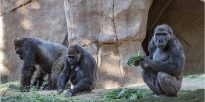 Впервые в истории. В зоопарке Сан-Диего у горилл подтвердили коронавирус - nv.ua - Сша - Сан-Диего - county San Diego