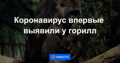 Коронавирус впервые выявили у горилл - news.mail.ru - Сша - Сан-Диего