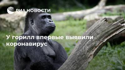У горилл впервые выявили коронавирус - ria.ru - Москва - Сша - Сан-Диего