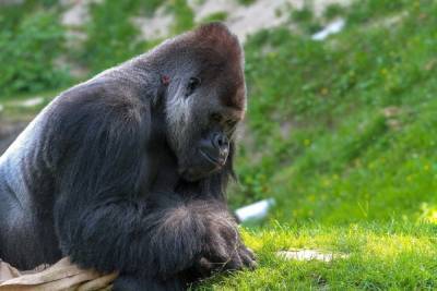 В США COVID-19 заразились гориллы - mk.ru - Сша - Сан-Диего