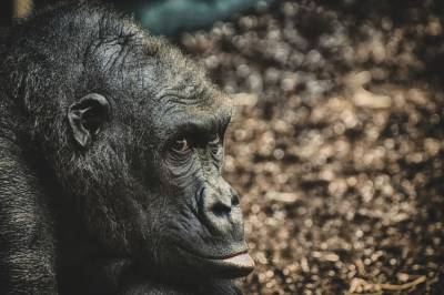 Первый в мире случай заражения COVID-19 среди горилл произошел в американском зоопарке - news.vse42.ru - Сша - Сан-Диего