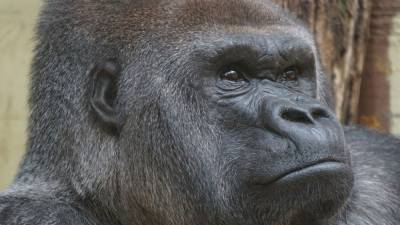 У горилл в США впервые выявили коронавирус - newdaynews.ru - Сша - Сан-Диего
