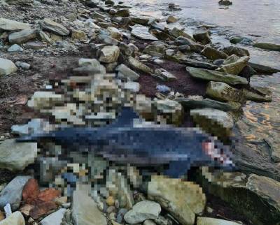 Массовая гибель дельфинов произошла на Черноморском побережье Кубани - bloknot.ru - Геленджик