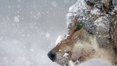 На Дальнем Востоке фермер убил бешеную волчицу голыми руками - newdaynews.ru - Еврейская обл.