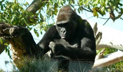 Ковид выявили у горилл в зоопарке США - newizv.ru - Сша