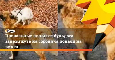 Провальные попытки бульдога запрыгнуть на сородича попали на видео - ridus.ru