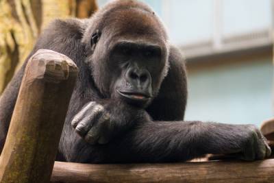 Коронавирус обнаружен у горилл в зоопарке Сан-Диего - mknews.de - Германия - штат Калифорния - Сан-Диего