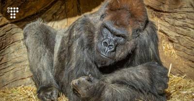 В американском зоопарке коронавирусом заразились гориллы. Похоже, это первый случай в мире - hromadske.ua