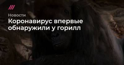 Коронавирус впервые обнаружили у горилл - tvrain.ru - Сша