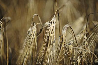 Минэкономразвития на этой неделе обсудит изменение экспортных пошлин на пшеницу - pnp.ru