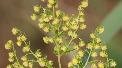 Ученые обнаружили подавляющее COVID-19 лекарственное растение - iz.ru - Сша - Нью-Йорк - Израиль - Колумбия - Вашингтон