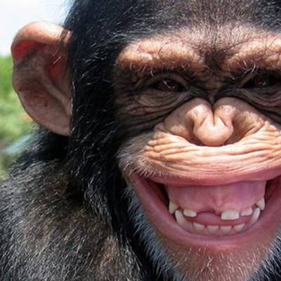 Первый случай передачи коронавируса от человека обезьяне зафиксирован в США - radiomayak.ru - Сша - Сан-Диего