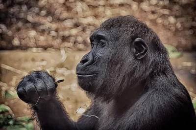 В США впервые в мире зафиксировано заражение горилл COVID - cursorinfo.co.il - Сша