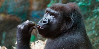 Две гориллы из зоопарка Сан-Диего заразились коронавирусом - detaly.co.il - Сан-Диего