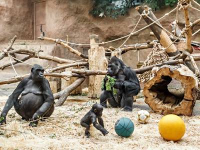 В зоопарке Сан-Диего у горилл подтвердили коронавирус - unn.com.ua - Киев - Сан-Диего - county San Diego
