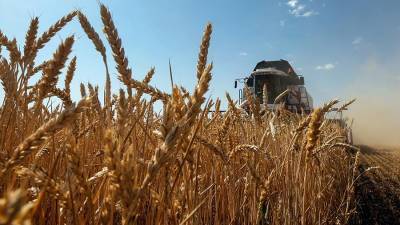 Минсельхоз США назвал рекордным урожай пшеницы в России за 2020 год - iz.ru - Россия - Сша - Израиль