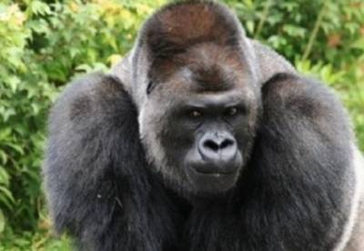 Впервые в мире: в американском зоопарке гориллы заразились COVID-19 - facenews.ua - Сша - Сан-Диего