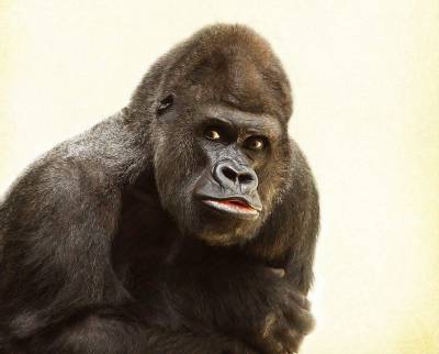Илья Гомыранов - Российские ученые призвали не убивать горилл из-за их заражения COVID-19 - news.vse42.ru