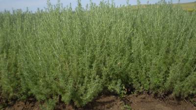 Какое растение побеждает коронавирус – выводы ученых - crimea.ria.ru - Симферополь - республика Крым - Нью-Йорк - Колумбия - Вашингтон