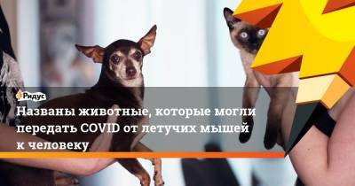 Названы животные, которые могли передать COVID отлетучих мышей кчеловеку - ridus.ru