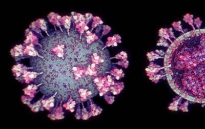 Ученые выявили фермент, помогающий размножаться коронавирусу - korrespondent.net - Германия