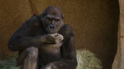 У горилл в зоопарке Сан-Диего положительный тест на COVID-19. - riafan.ru - Сан-Диего