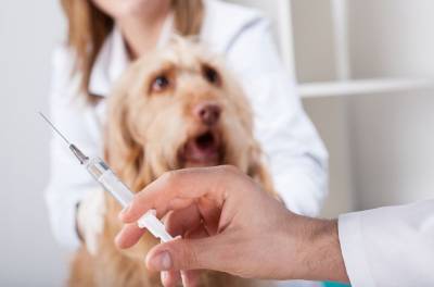 В Одессе будут бесплатно вакцинировать от бешенства домашних животных - odessa-life.od.ua - Одесса - Одесская обл.