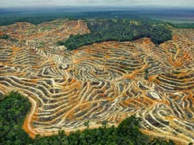 В мире за 13 лет вырубили более 43 млн гектаров тропических лесов - Фонд дикой природы - unn.com.ua - Киев - штат Калифорния