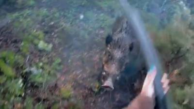 Итальянская охотница отбилась от разъяренного кабана, используя ружье как дубинку. Видео - vesti.ru - Италия
