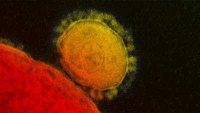 Два новых штамма коронавируса найдены в США - gazeta.ru - Сша - штат Огайо
