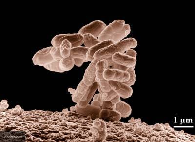 Ученые научились возвращать бактериям чувствительность к антибиотикам - newinform.com