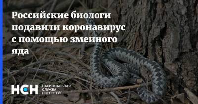 Юрий Уткин - Российские биологи подавили коронавирус с помощью змеиного яда - nsn.fm - Россия