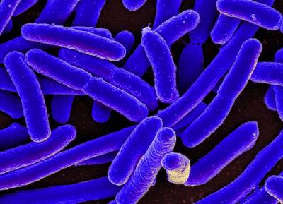 Супербактерии стали восприимчивыми к антибиотикам после атаки бактериофагов - inforeactor.ru