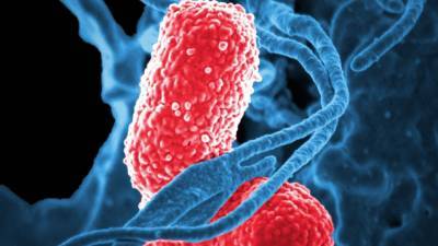 Ученые обнаружили способность вируса убивать супербактерию - newinform.com
