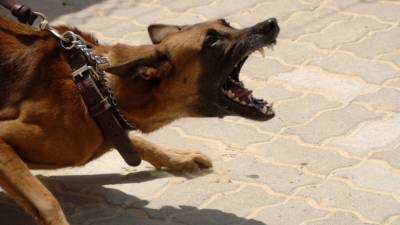 Агрессивная собака напала на 11-летнего ребенка в Крыму - riafan.ru - республика Крым - район Бахчисарайский
