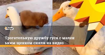 Трогательную дружбу гуся смаленьким щенком сняли навидео - ridus.ru