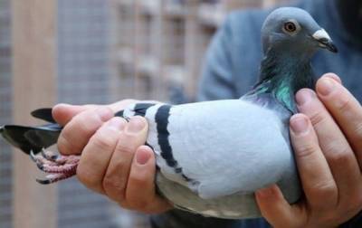 За нарушение карантина в Австралии хотят усыпить голубя - korrespondent.net - Сша - Австралия - штат Орегон