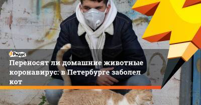Переносят ли домашние животные коронавирус: в Петербурге заболел кот - ridus.ru - Россия - Санкт-Петербург