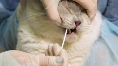 Коты могут заразиться ковидом от хозяев, но не заражают сами - vesti.ru - Россия