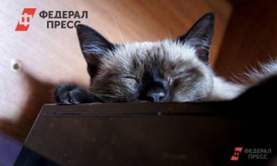 В Петербурге ученые обследовали заболевшего коронавирусом домашнего кота - fedpress.ru - Россия - Санкт-Петербург