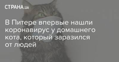 Россия - В Питере впервые нашли коронавирус у домашнего кота, который заразился от людей - strana.ua - Сша - Нью-Йорк