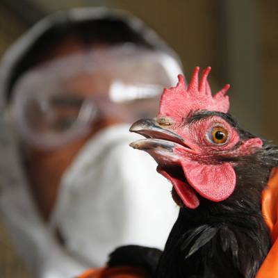 В Гонконге впервые обнаружен высокопатогенный штамм птичьего гриппа Н5N8 - radiomayak.ru - Китай - Гонконг - Гонконг